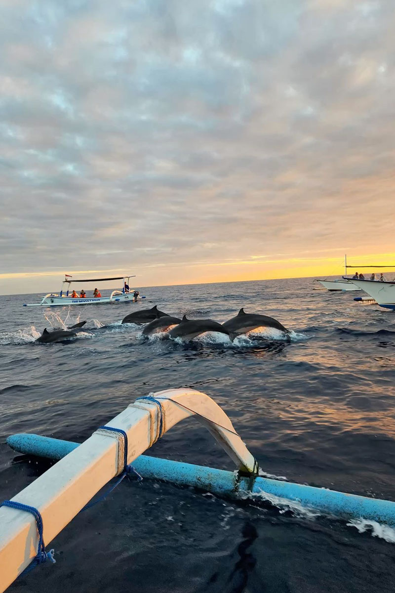 Dolphin Tour Lovina